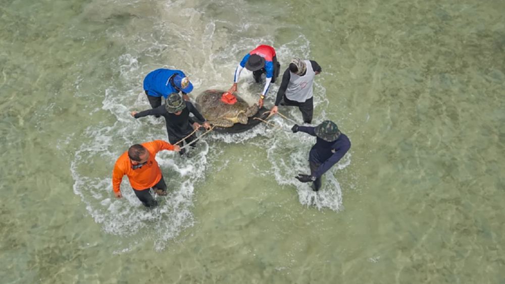 'กรมทะเล' สำรวจพร้อมตรวจสุขภาพ 'เต่าทะเลฝั่งอันดามัน'