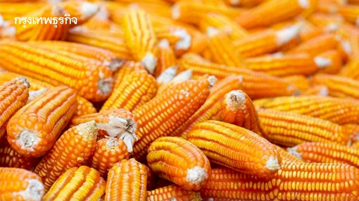 โรงงานอาหารสัตว์ เปิดรับซื้อข้าวโพดฤดูกาลใหม่สิงหาคมนี้