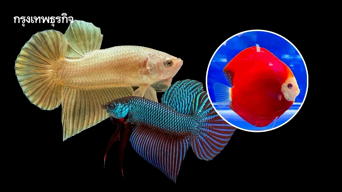 กรมประมง ดันส่งออกปลากัดไทย เป้าผู้นำการผลิตและการค้าปลาสวยงาม