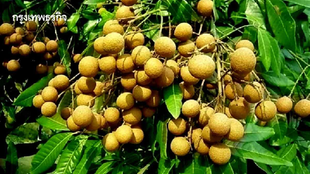 รัฐ เท พันล้าน 'อุ้มชาวสวนลำไย'   จ่ายไร่ละ1,400ชดเชยราคาร่วงหนัก