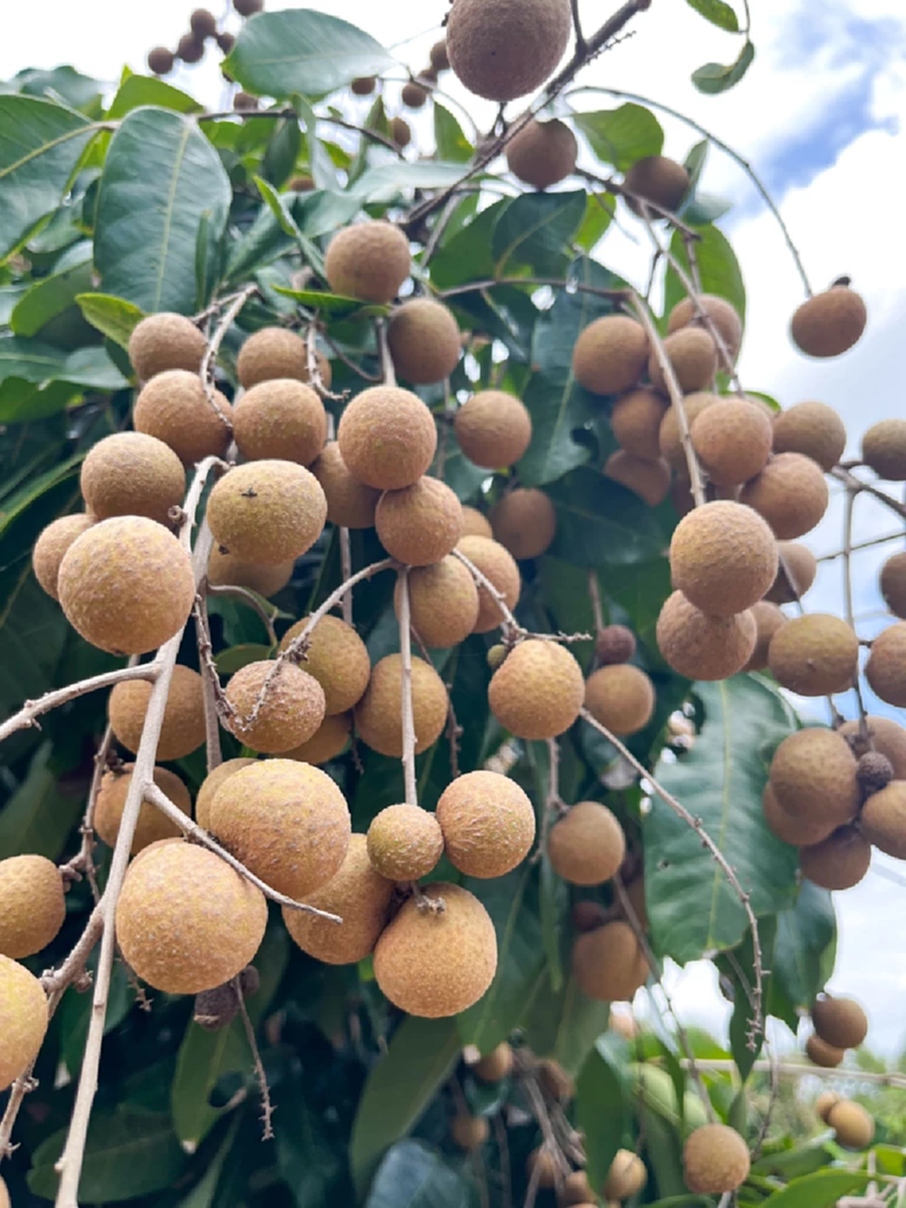 สศก.เผย ลำไยภาคเหนือ 8 จังหวัด ผลผลิตปีนี้เพิ่มขึ้น 12%