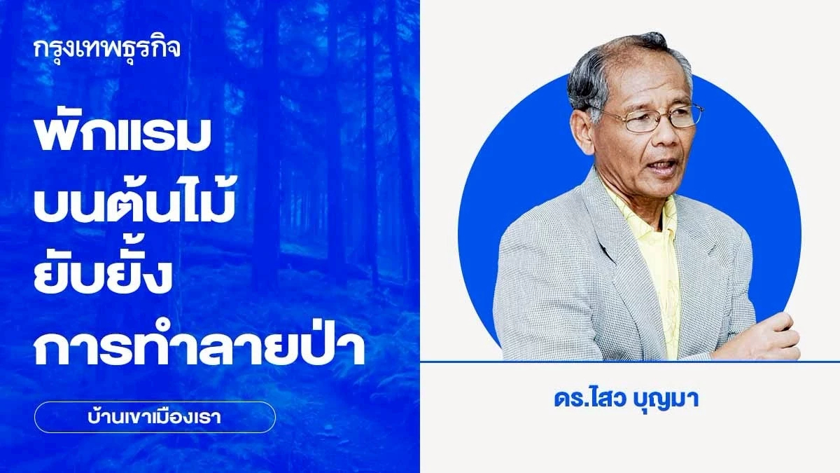 แนวคิดพักแรมบนต้นไม้ ยับยั้งการทำลายป่า ยกเลิกสัมปทาน