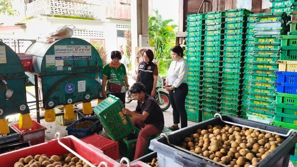 “พาณิชย์”ดันโรงอบ-จุดร่อน เดินหน้าเปิดจุดรับซื้อลำไย พื้นที่เชียงใหม่ ลำพูน เชียงราย