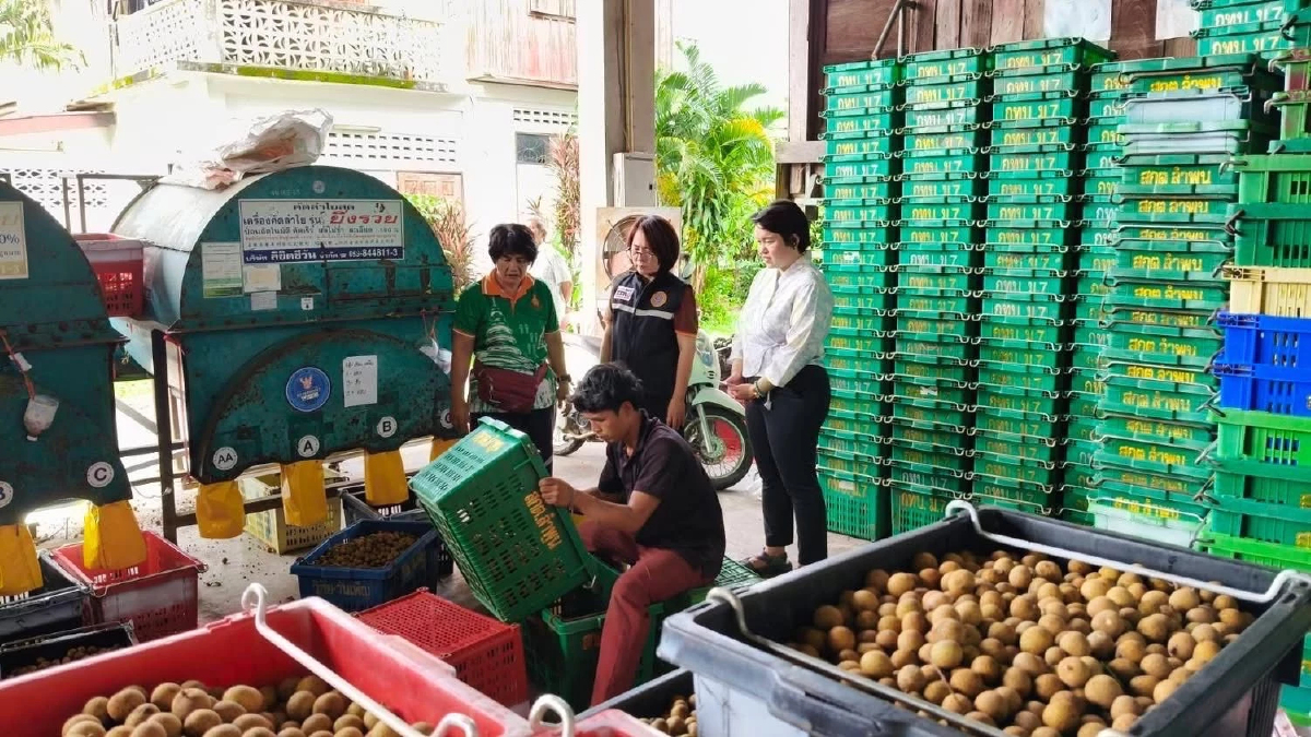 “พาณิชย์”ดันโรงอบ-จุดร่อน เดินหน้าเปิดจุดรับซื้อลำไย พื้นที่เชียงใหม่ ลำพูน เชียงราย