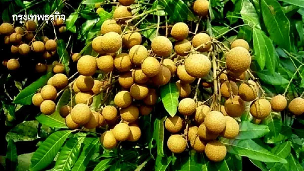 พาณิชย์ ออก 8 มาตรการเร่งด่วน ช่วยเหลือเกษตรกรชาวสวนลำไย