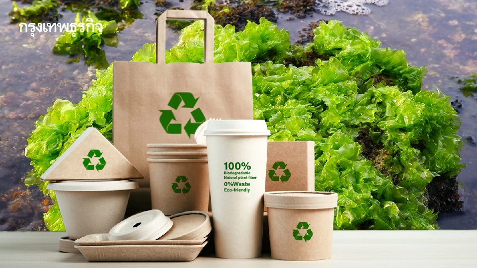 แพ็กเกจจิงรักษ์โลก จากสาหร่ายผักกาดทะเล  อีกช่องทางรายได้เกษตรกร