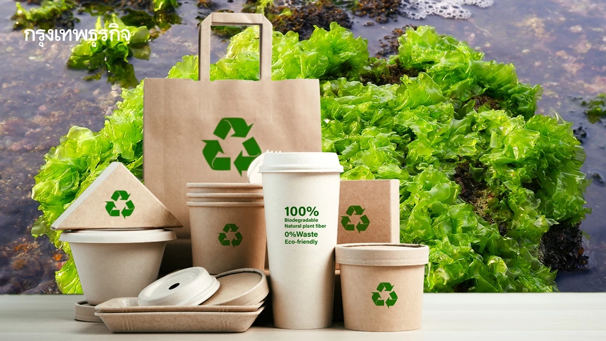 แพ็กเกจจิงรักษ์โลก จากสาหร่ายผักกาดทะเล อีกช่องทางรายได้เกษตรกร