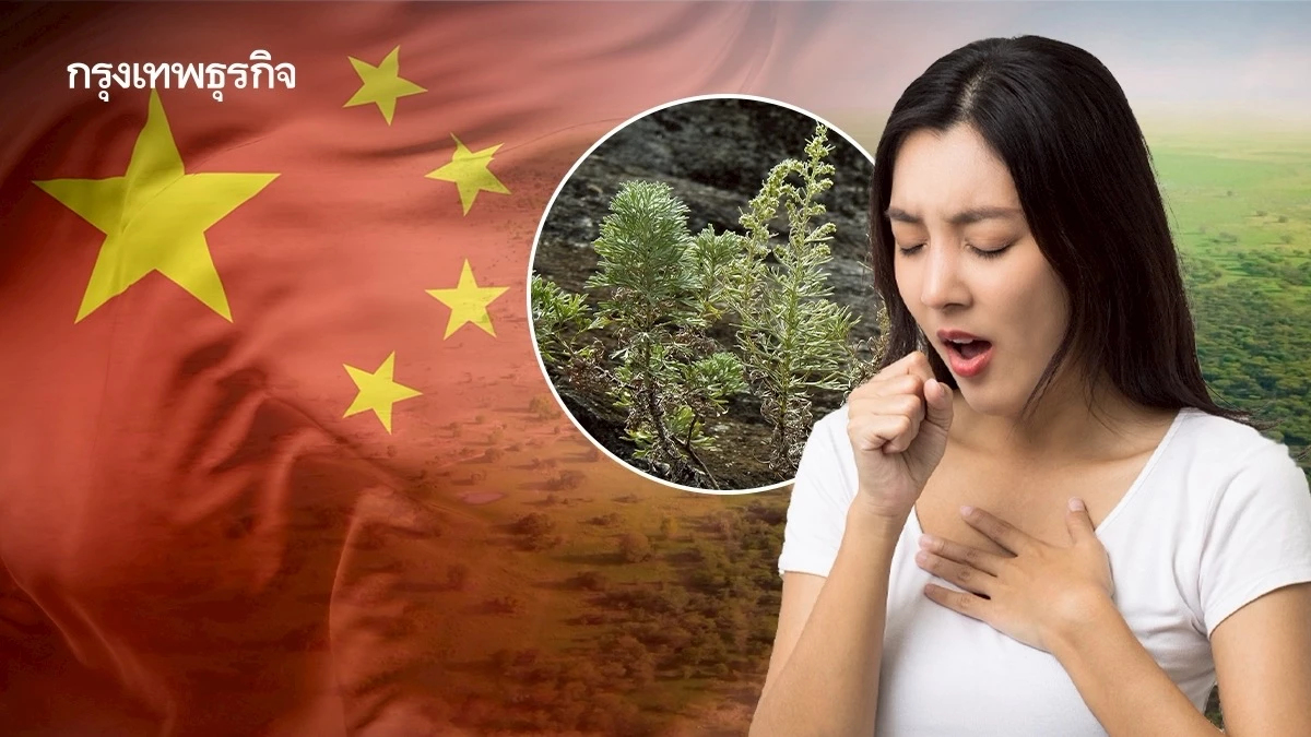 ‘จีน’ ปลูกต้นไม้ สร้าง ‘กำแพงสีเขียว’ ทำประชาชนเป็น ‘ภูมิแพ้’ ทั่วเมือง