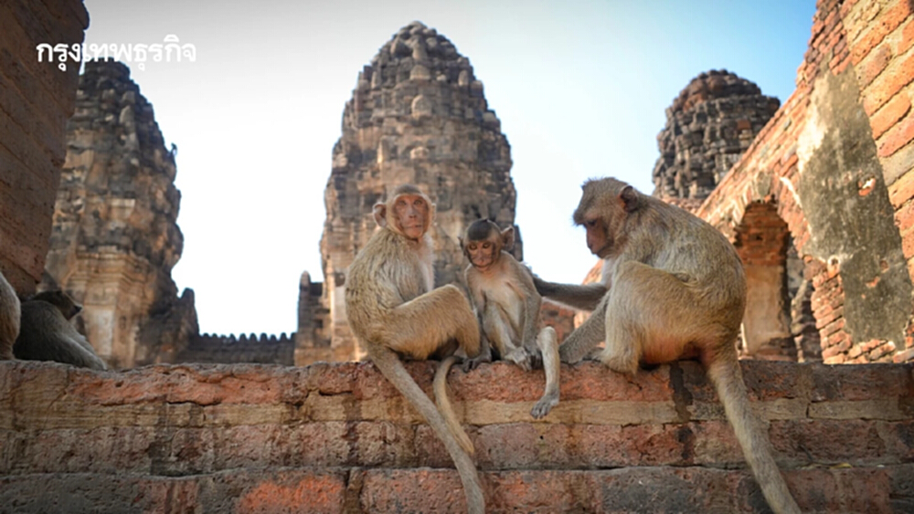 'กรมอุทยานฯ' ชูโมเดลแก้ปัญหาวิกฤติลิงสำเร็จ พร้อมขยายผลทั่วประเทศ