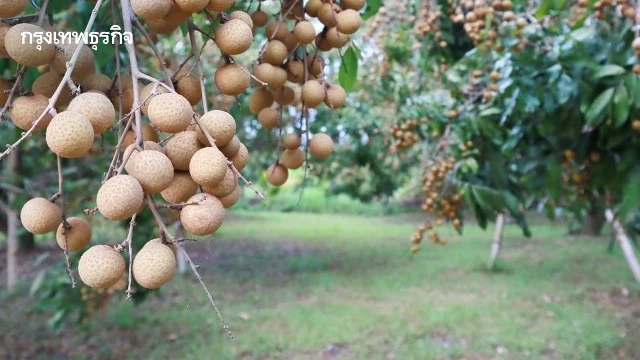 ‘ลำไย’ อินทรีย์ สวนนิเวศเกษตร สู่ อาหารไฟน์ไดนิ่งสุดสร้างสรรค์