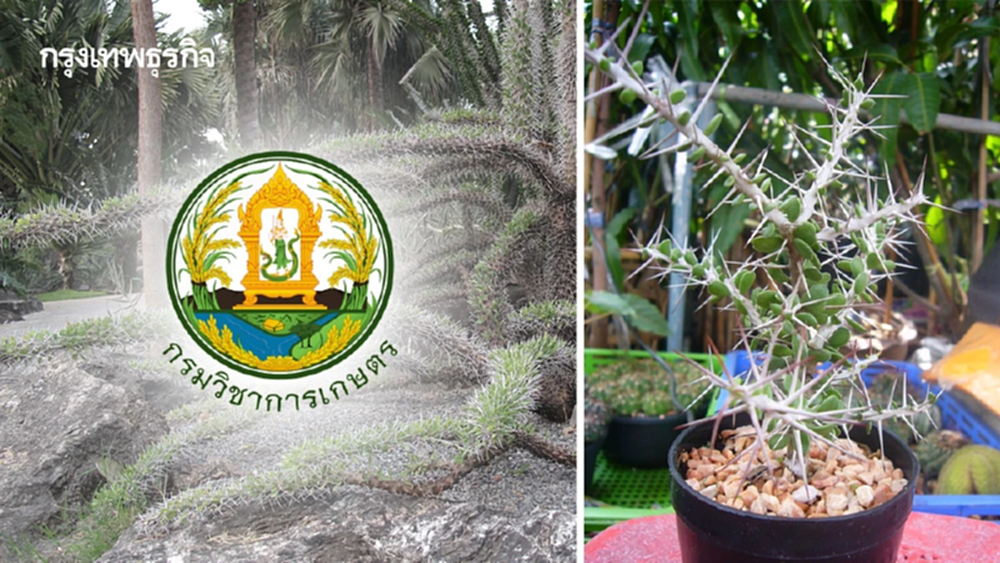 กรมวิชาการเกษตร ห้ามส่งออกกระบองเพชร ผิดกฎไซเตส มีโทษทั้งปรับและจำ