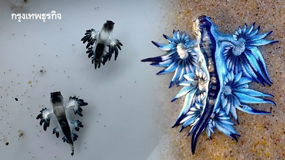 สวยสังหาร มังกรทะเลสีน้ำเงิน Blue Dragon บุกหาดกะรน พิษร้ายถึงตาย