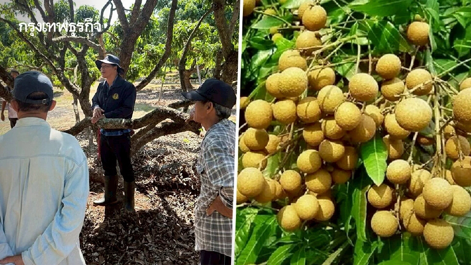 เกษตรฯเดินหน้าแคมเปญ ผลไม้ไทยใกล้ฉัน ชวนกินลำไยคุณภาพ