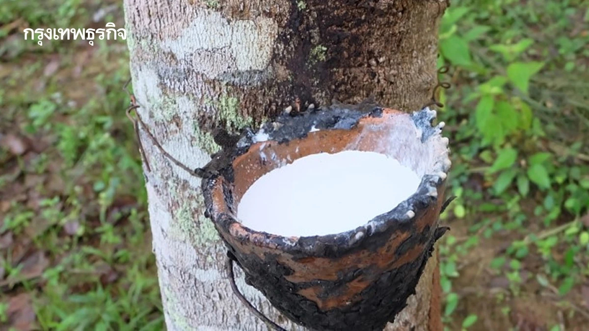 ชาวสวนยาง ร้องกระทรวงเกษตรกรคนใหม่ แก้ราคาตกต่ำ เร่งประชุม กนย.