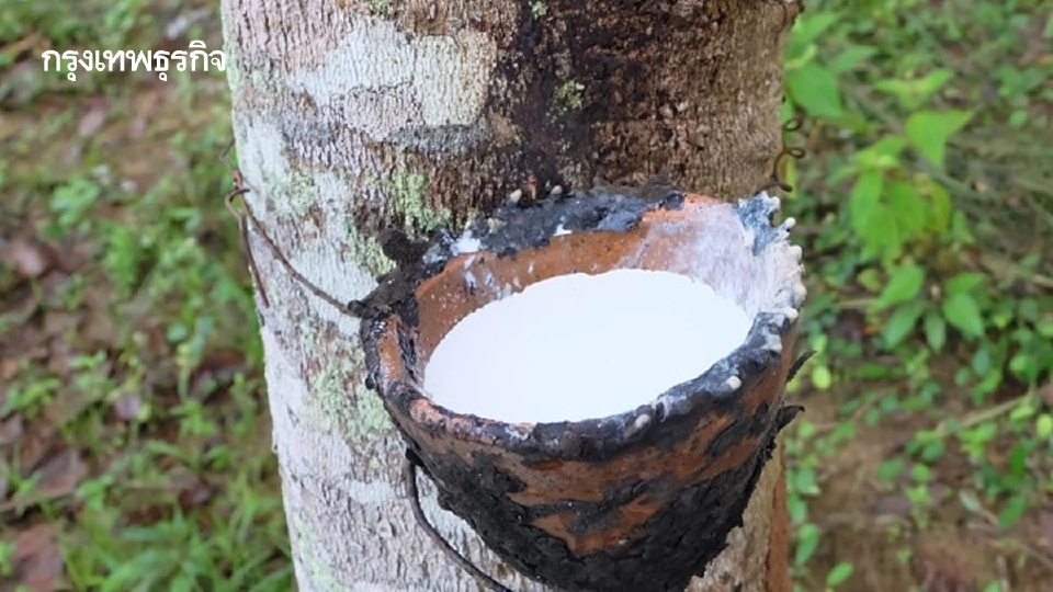 ชาวสวนยาง ร้องกระทรวงเกษตรกรคนใหม่ แก้ราคาตกต่ำ เร่งประชุม กนย.