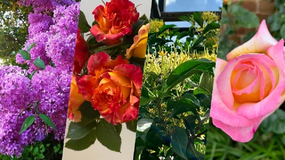 ฤกษ์ปลูกต้นไม้ เปิดร้านค้าขาย เดือนกรกฎาคม-สิงหาคม 2568