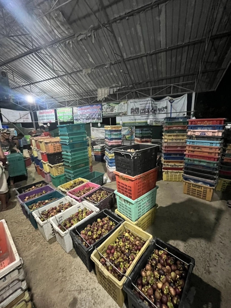 “พาณิชย์”แจงข่าวราคามังคุด ยันมาตรการเชิงรุก ดันราคาดีดตัวสูงทะลุโลละ 100 บาทจริง 