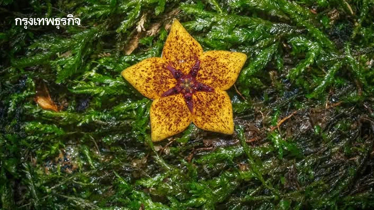 พืชหายาก 'ดาวทะเลแห่งป่า' หวนคืนสู่ป่าไทย หลังหายไปกว่าศตวรรษ