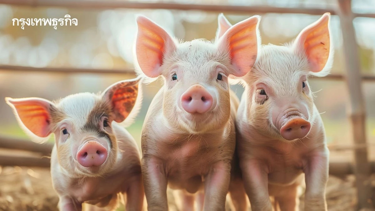 สมาคมหมู ปิดตายตลาดหมูแลกดีลภาษีทรัมป์ หวั่นเสียหายรุนแรงต่อภาคปศุสัตว์