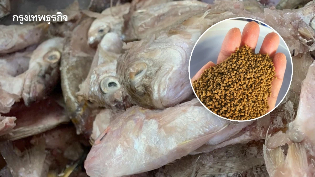 กรมประมง พัฒนาโปรตีนไฮโดรไลเสต จากเศษปลา เพิ่มคุณค่าโภชนาการอาหารสัตว์น้ำ