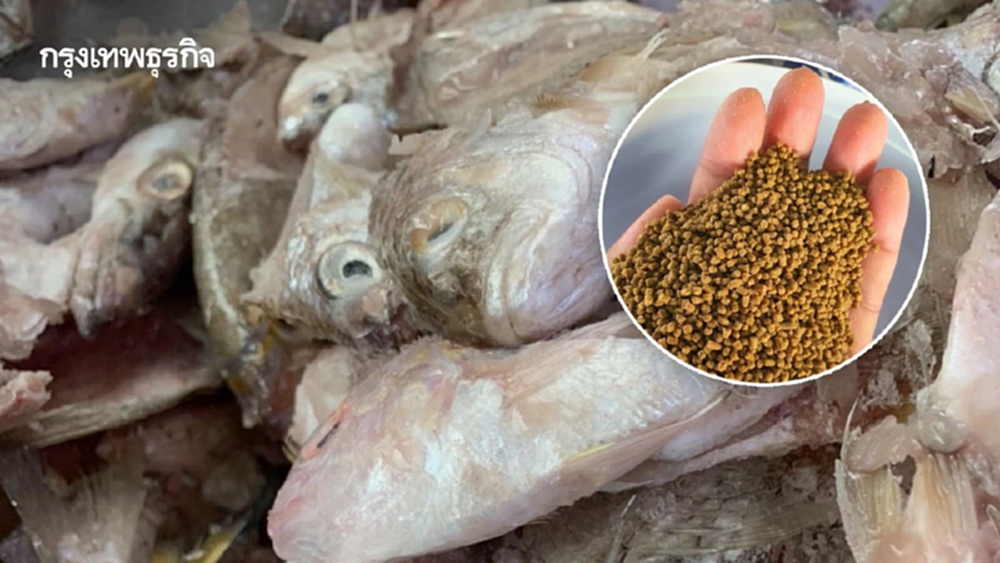 กรมประมง พัฒนาโปรตีนไฮโดรไลเสต จากเศษปลา เพิ่มคุณค่าโภชนาการอาหารสัตว์น้ำ