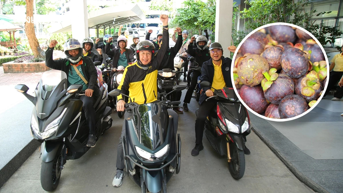 กรมส่งเสริมการเกษตร ส่งมังคุดสดจากแปลงใหญ่ถึงมือผู้บริโภค