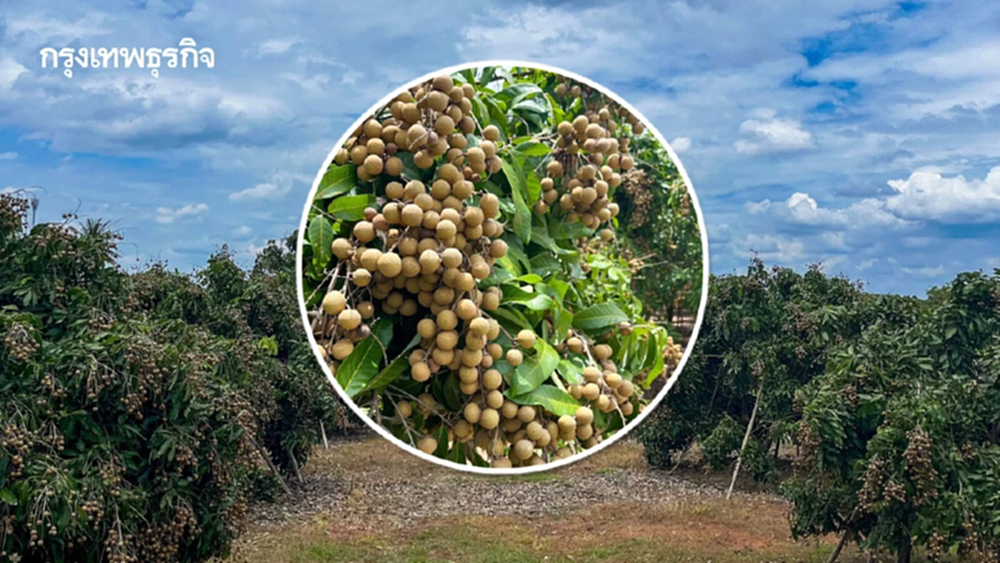 เกษตรฯชวนกินลำไยปี 68 หลังอากาศหนาว  ไม่กระทบแล้ง ทำผลผลิตพุ่ง 12 %