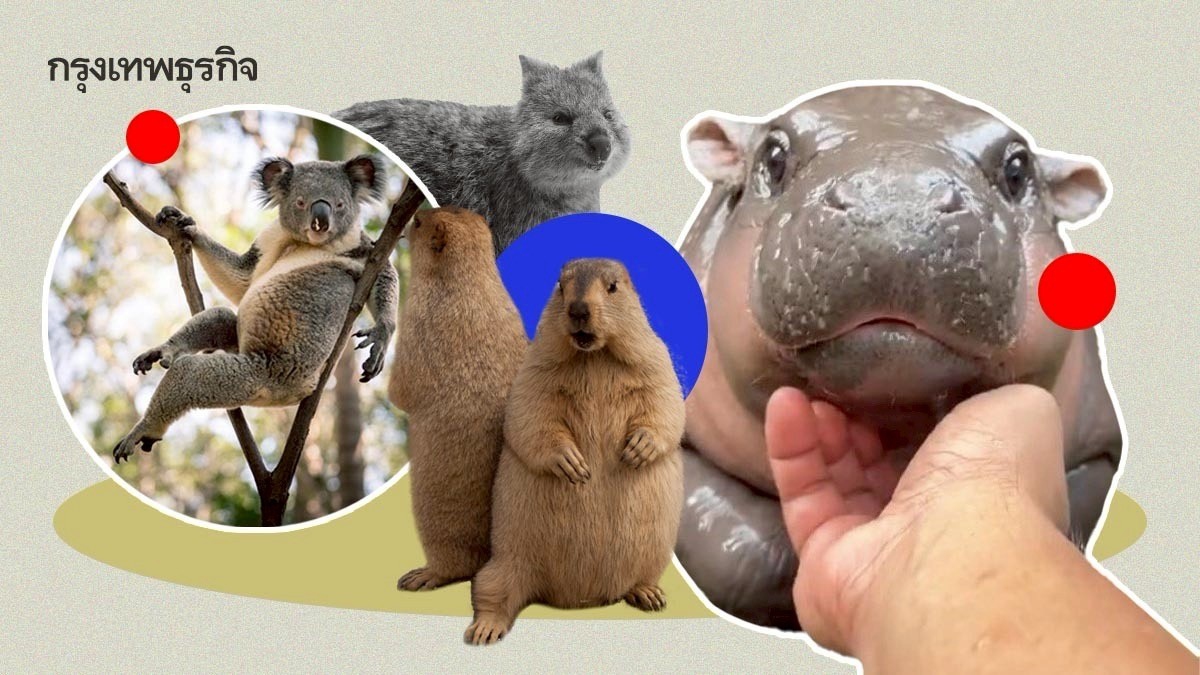 .ทำความรู้จัก 10 สัตว์โลกสุดมีม ที่ชาวโซเชียลหลงรัก.