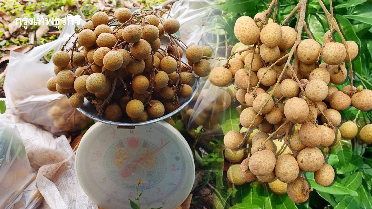 พาณิชย์เร่งสกัด“ลำไย”ล้นตลาด เล็งหนุน“ค่าบริหารจัดการโรงอบ”