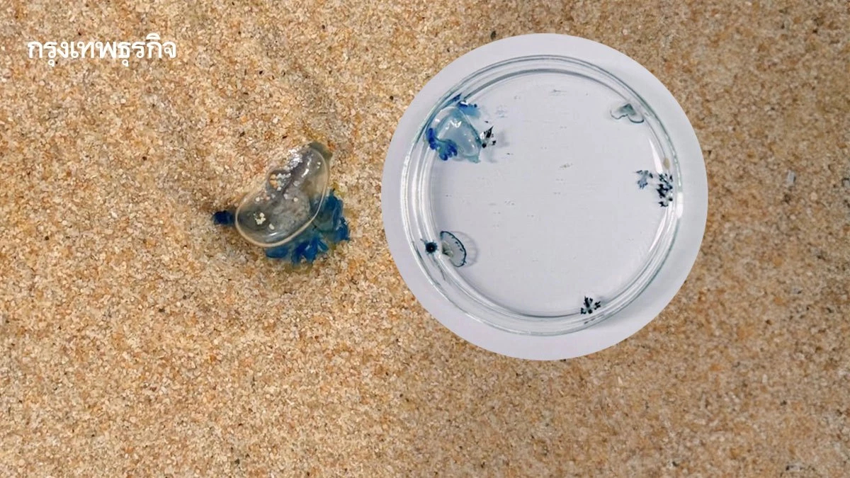 แมงกะพรุนหัวขวด โผล่เกลื่อนหาดภูเก็ต นักท่องเที่ยวต้องระวัง