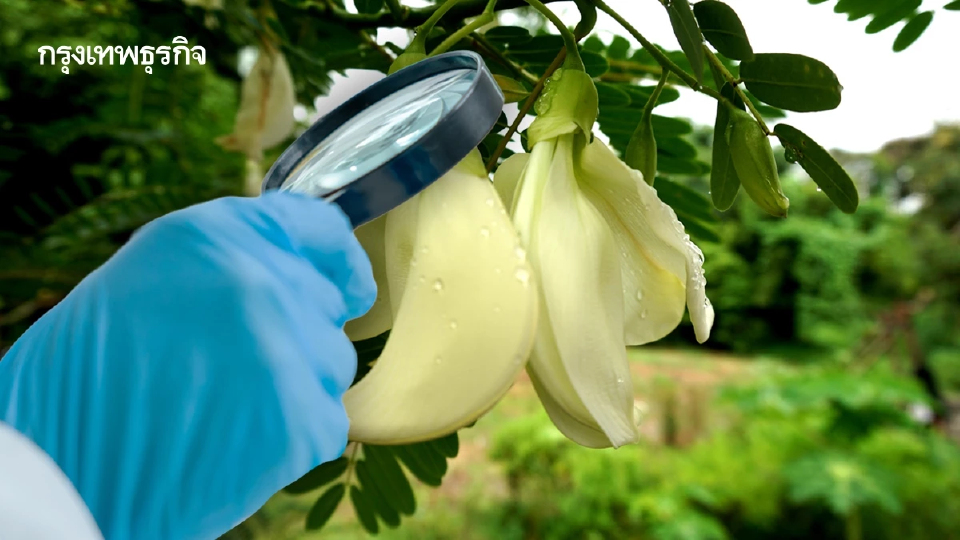 ‘ดอกไม้กินได้’ ตรวจพบสารเคมีตกค้างเกือบ 60 % โดยเฉพาะในดอกยอดฮิต