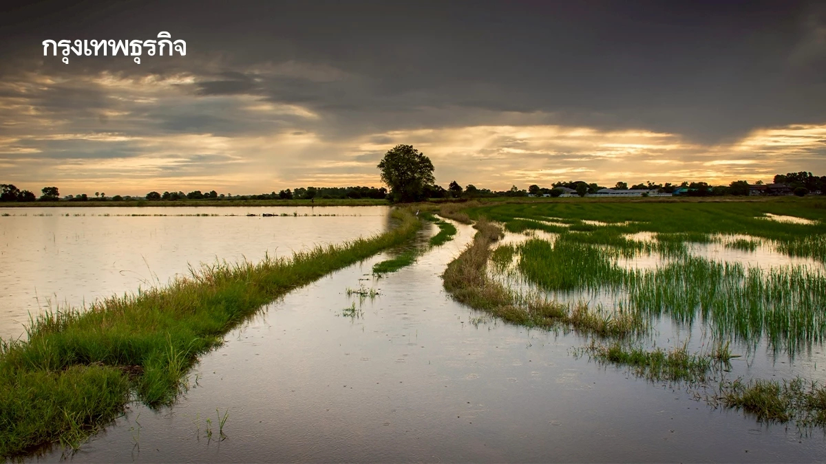 วางแผนสู้! ฝนถล่มหนัก ช่วง 15-18 ส.ค. เล็งใช้ทุ่งรับน้ำเจ้าพระยา