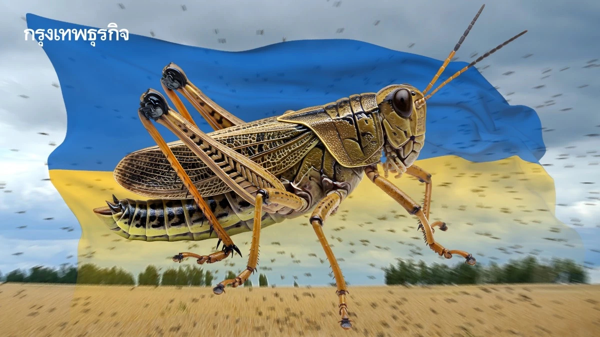 ‘ตั๊กแตน’ บุก ‘ยูเครน’ ทำลายพืช ผลจากสงคราม-ความแห้งแล้ง