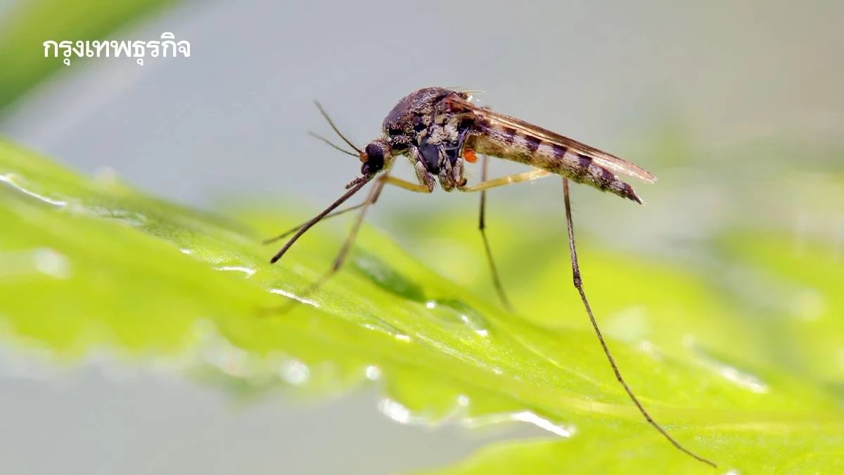 20 ส.ค. 'วันยุงโลก' เปิดมุมมองอีกด้าน ยุงก็มีบทบาทในระบบนิเวศ