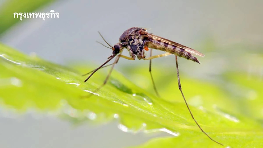 20 ส.ค. 'วันยุงโลก' เปิดมุมมองอีกด้าน ยุงก็มีบทบาทในระบบนิเวศ