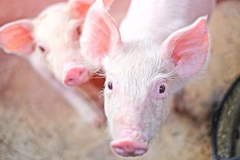ปศุสัตว์  ปิดทางนำเข้าหมูสหรัฐปนเปื้อน ย้ำไทยไม่ใช้สารเร่งเนื้อแดง
