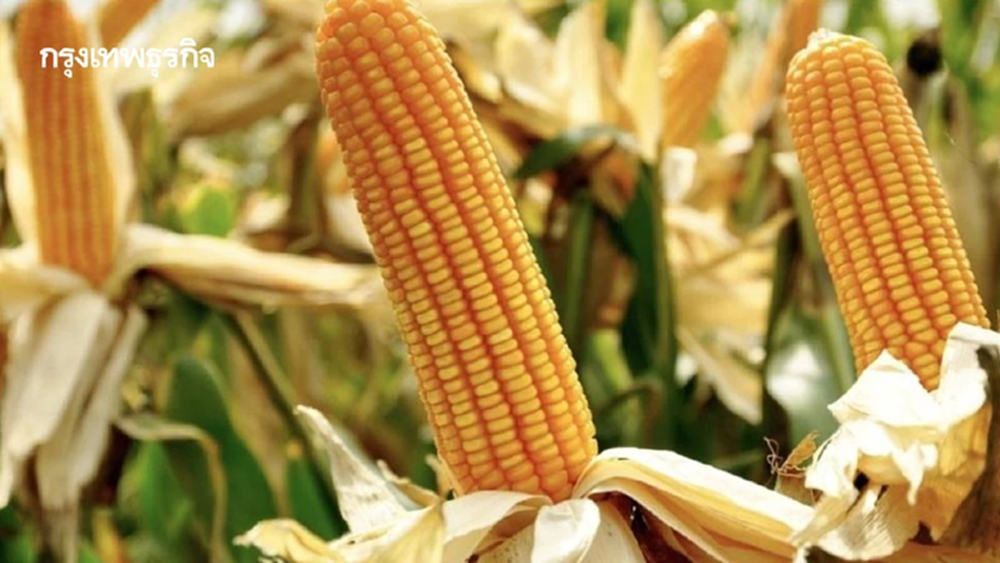 สมาคมอาหารสัตว์ ปัดนำเข้าข้าวโพดสหรัฐ ราคาตกเพราะผลผลิตออกสู่ตลาด-โรงงานปิดซ่อม