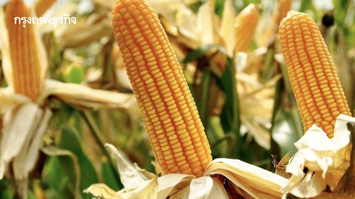 สมาคมอาหารสัตว์ ปัดนำเข้าข้าวโพดสหรัฐ ราคาตกเพราะผลผลิตออกสู่ตลาด-โรงงานปิดซ่อม