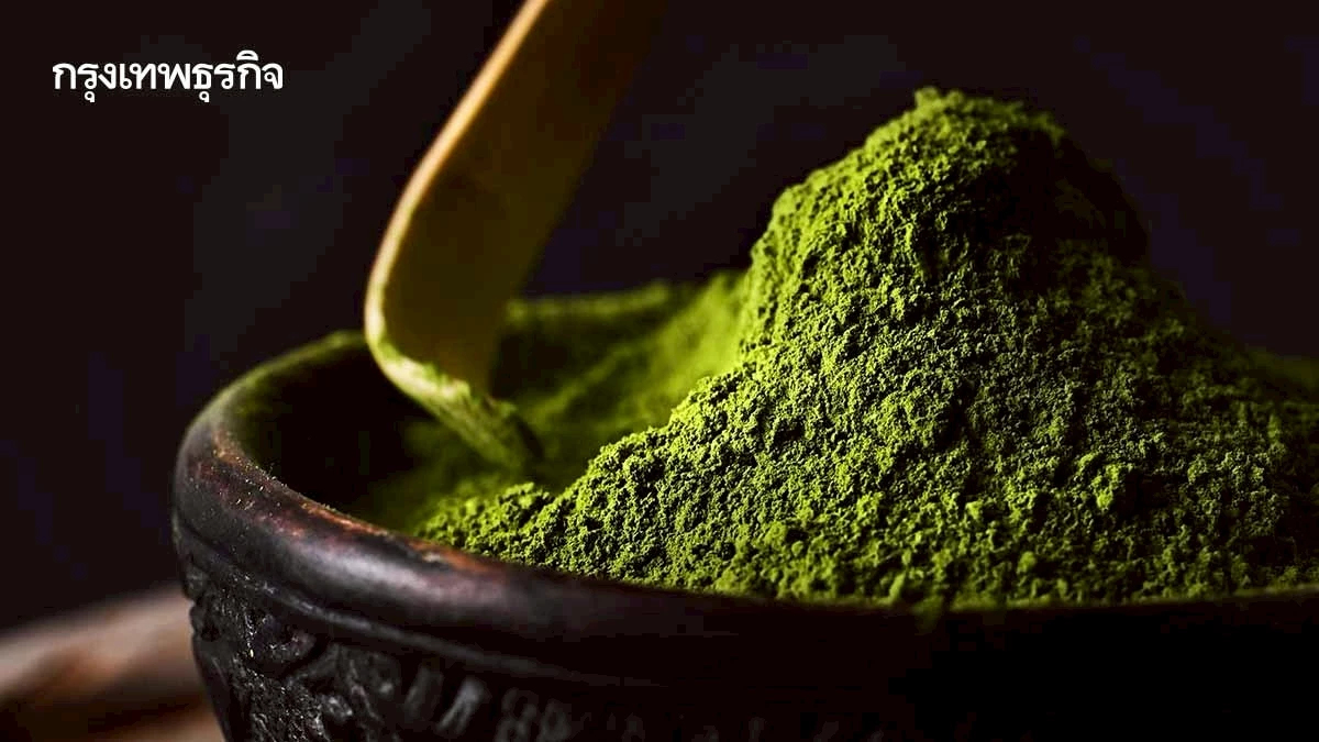 สาย 'ชาเขียวมัทฉะ' ต้องรู้! ดื่ม -เลือกอย่างไร ให้ดีต่อสุขภาพ