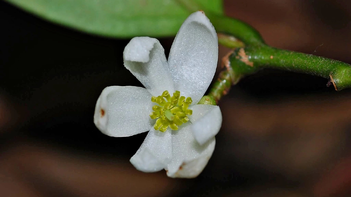 'กำลังวัวเถลิง' พืชสมุนไพรมากสรรพคุณ บำรุงกำลัง บรรเทาปวดเมื่อย