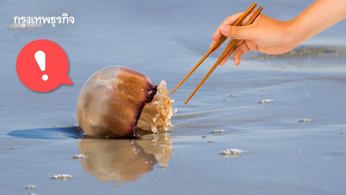 .กินแมงกะพรุนหัวกระสุน มาแรง เสี่ยงอาการแพ้ อันตรายต่อชีวิต.