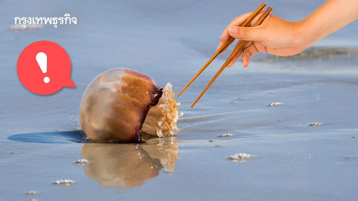 'กินแมงกะพรุนหัวกระสุน' มาแรง เสี่ยงอาการแพ้ อันตรายต่อชีวิต