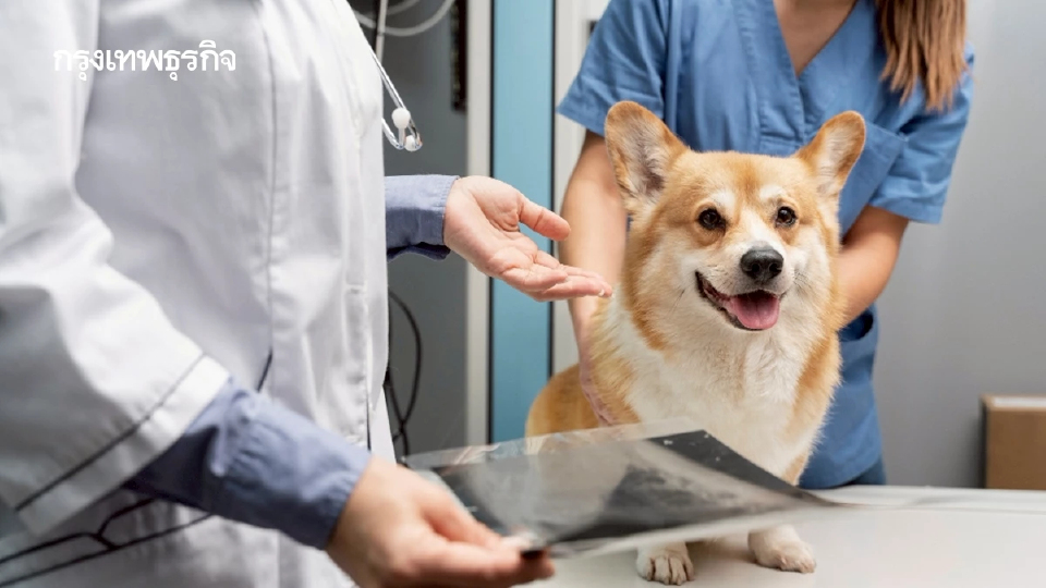 ‘สัตวแพทย์’ อาชีพขาดแคลนหนัก เพราะคนไทยเลี้ยงหมาแมวเยอะมาก จบมาเท่าไหร่ก็ไม่เพียงพอ