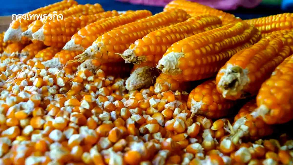 บทพิสูจน์ฝีมือกระทรวงพาณิชย์ กำกับดูแลราคาข้าวโพดเลี้ยงสัตว์