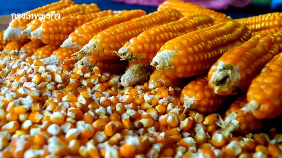 บทพิสูจน์ฝีมือกระทรวงพาณิชย์  กำกับดูแลราคาข้าวโพดเลี้ยงสัตว์