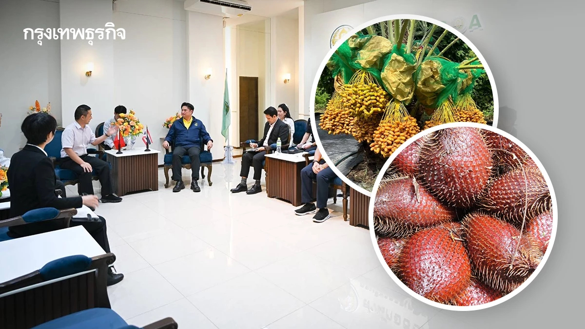 กรมวิชาการเกษตร ลุ้นจีนเปิดนำเข้า 'อินทผลัม'และ 'สละ' ของไทย
