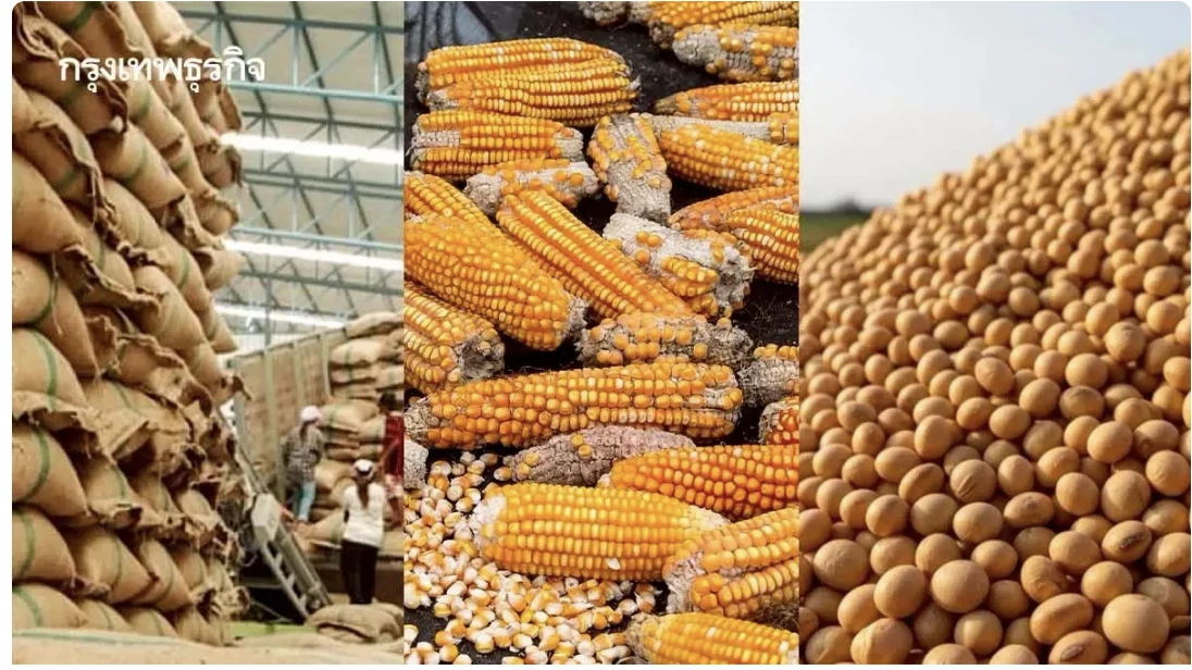 ข้าวโพดสหรัฐ ความกังวลในเรื่องความปลอดภัยต่อผู้บริโภค