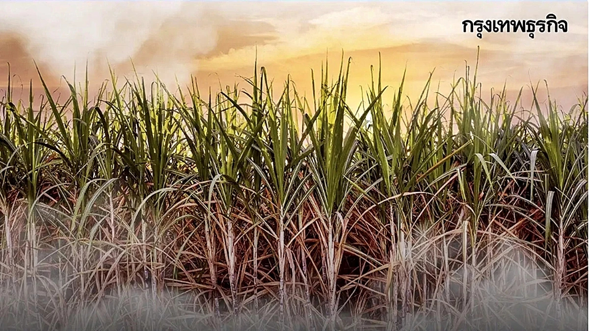 ครม. อนุมัติโครงการชดเชยดอกเบี้ยให้ ชาวไร่อ้อย ปี 68-70 ปล่อยกู้ 6,000 ล.