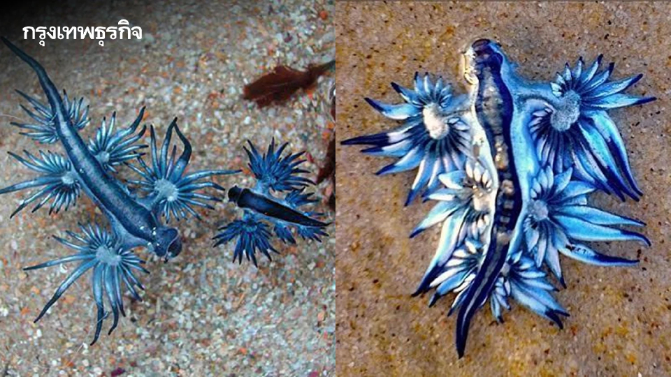 สวยห้ามจับ 'มังกรทะเลสีน้ำเงิน' สัตว์มีพิษร้าย เตือนนักท่องเที่ยวระวัง