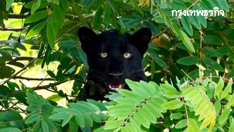 อุทยานแห่งชาติ เปิดภาพ ‘เสือดำ’ ล่าสุด อวดโฉมทักทายนักท่องเที่ยว